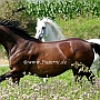 Thuer._Reitpf._+_Lusitano_1_ (2)